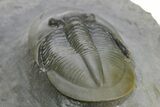 Rare Dechenella Trilobite - Scarce Species #354421-5
